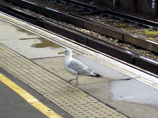 Seagull commuter