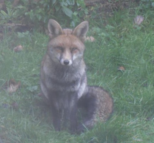 Fox in the back garden