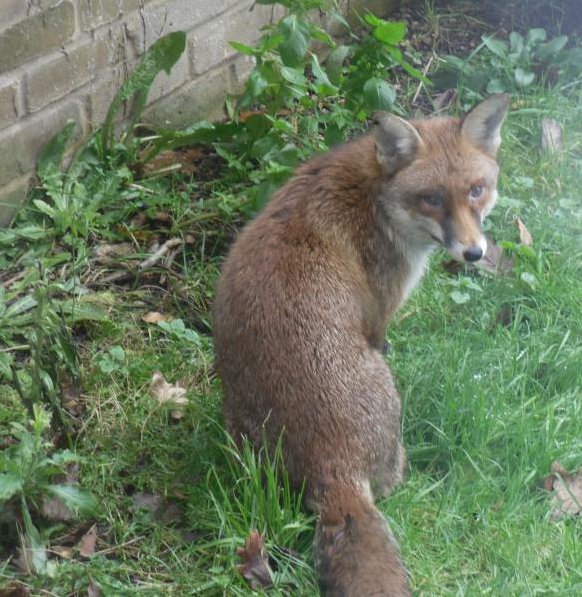 Fox in the back garden